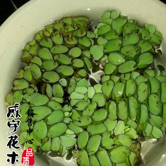 批發(fā)水生植物 槐葉萍 水生花卉漂浮植物 水面綠化污水 活體水草示例圖1