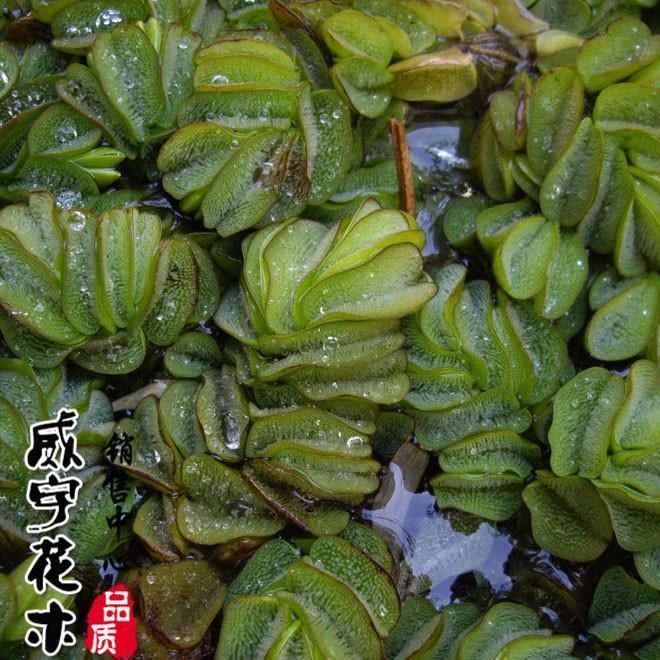 批發(fā)水生植物 槐葉萍 水生花卉漂浮植物 水面綠化污水 活體水草示例圖2