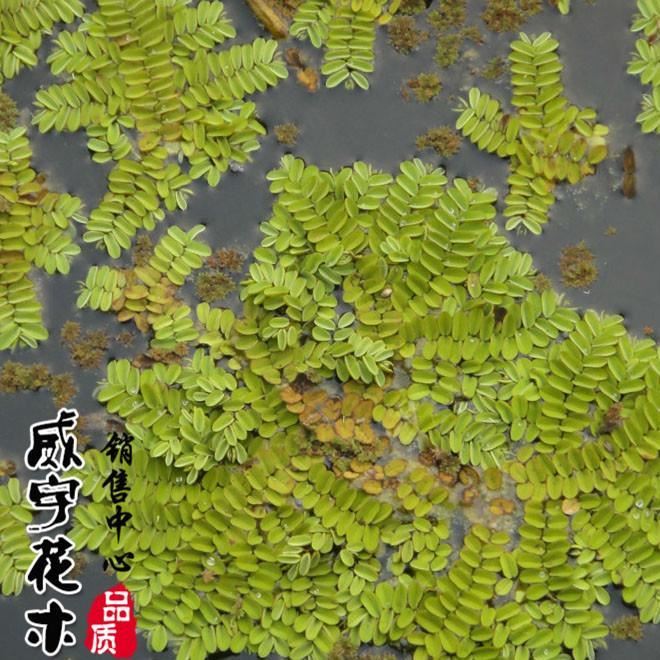 批發(fā)水生植物 槐葉萍 水生花卉漂浮植物 水面綠化污水 活體水草示例圖3