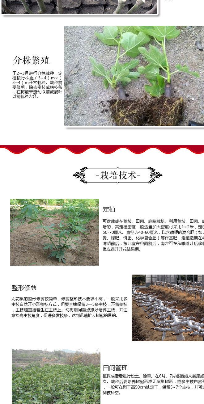 基地無花果樹苗 無花果嫁接果樹苗 規(guī)格 青皮無花果示例圖5