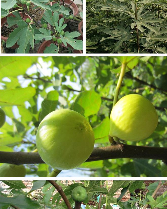 基地無花果樹苗 無花果嫁接果樹苗 規(guī)格 青皮無花果示例圖9