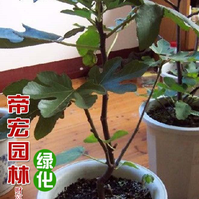 基地無花果樹苗 無花果嫁接果樹苗 規(guī)格 青皮無花果示例圖11