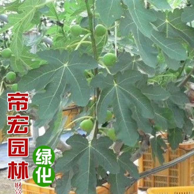 基地無花果樹苗 無花果嫁接果樹苗 規(guī)格 青皮無花果示例圖12