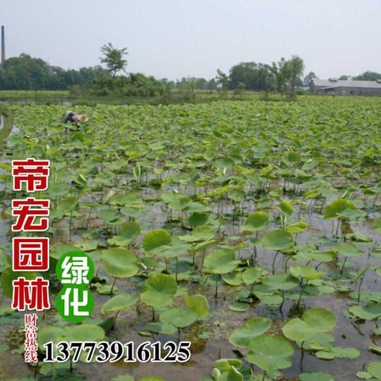 批發(fā)藕苗花種藕池塘蓮藕 池塘碗蓮種藕 藕苗花水培植物花苗示例圖3