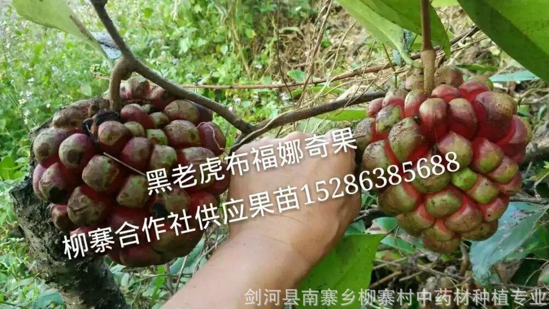 奇果布福娜 黑老虎 红藤宝 冷饭团 福星果 美容果 基地苗盆景苗