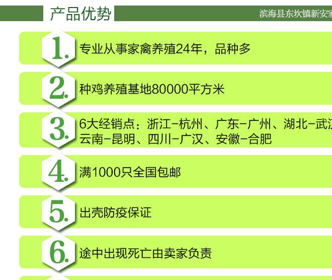 三黃雞苗批發(fā)價格? 家禽快大公雞苗孵化場 肉雞雞苗三黃雞批發(fā)示例圖2