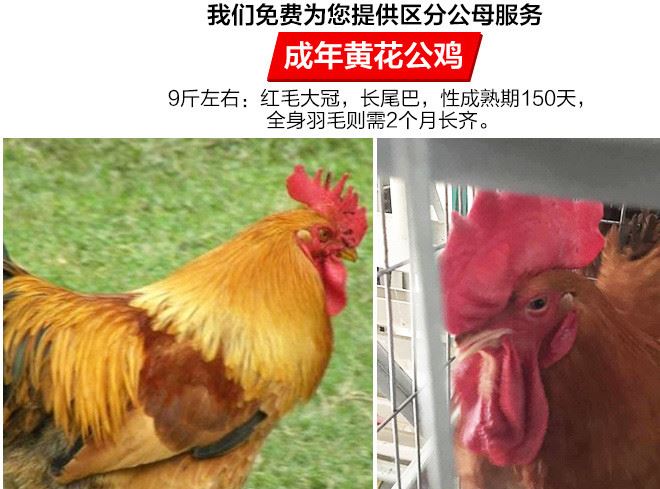 三黃雞苗批發(fā)價格? 家禽快大公雞苗孵化場 肉雞雞苗三黃雞批發(fā)示例圖6