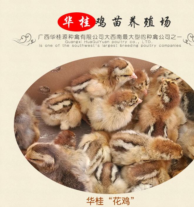廣西華桂源種禽 大量出售花雞雞苗 馬立克免疫示例圖1