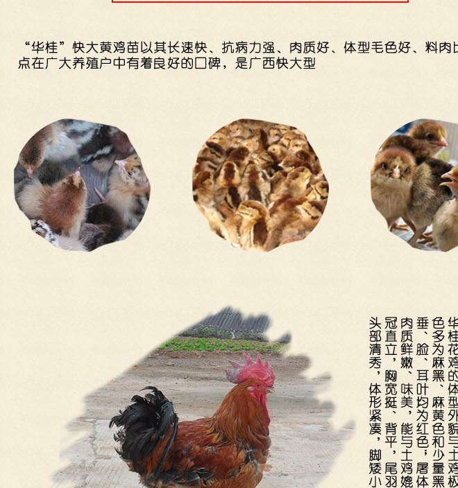廣西華桂源種禽 大量出售花雞雞苗 馬立克免疫示例圖2