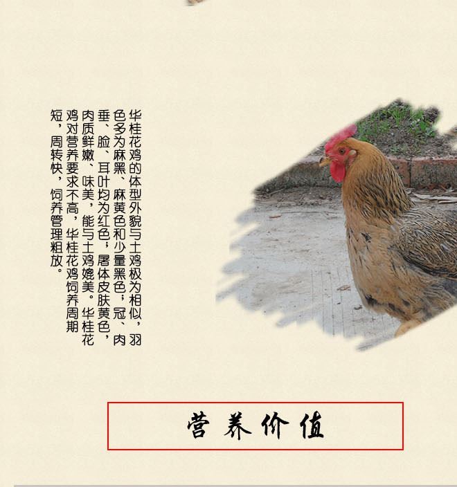 廣西華桂源種禽 大量出售花雞雞苗 馬立克免疫示例圖3