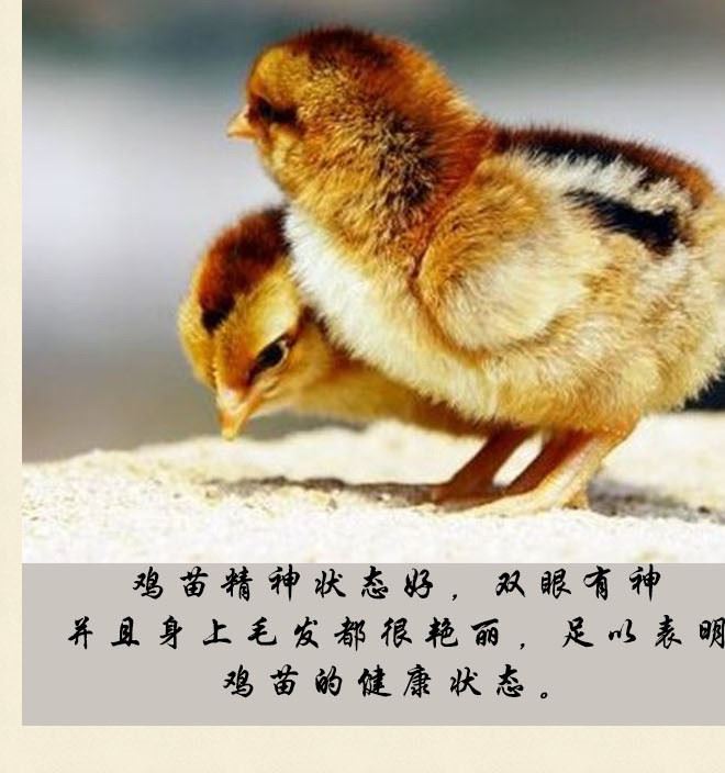 廣西華桂源種禽 大量出售花雞雞苗 馬立克免疫示例圖4