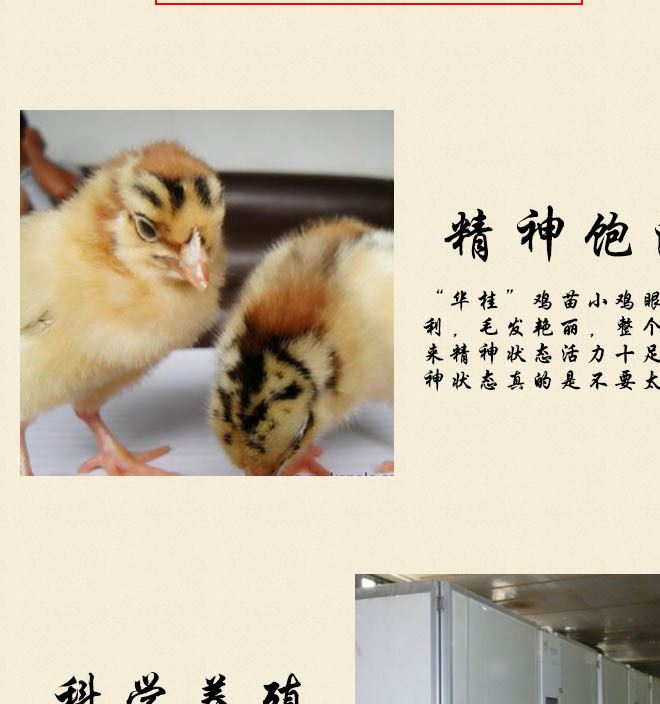 廣西華桂源種禽 大量出售花雞雞苗 馬立克免疫示例圖5