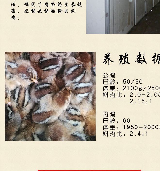 廣西華桂源種禽 大量出售花雞雞苗 馬立克免疫示例圖6