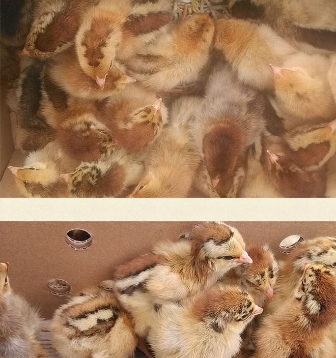 廣西華桂源種禽 大量出售花雞雞苗 馬立克免疫示例圖8