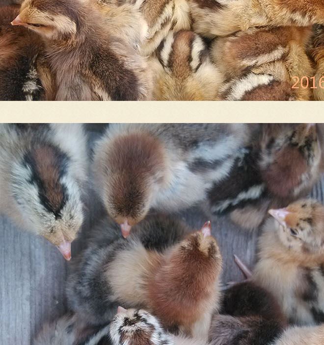 廣西華桂源種禽 大量出售花雞雞苗 馬立克免疫示例圖9