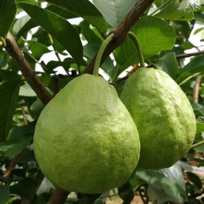 广西北流红心芭乐红肉番石榴5斤包邮内蒙古甘肃宁夏包邮一件代发