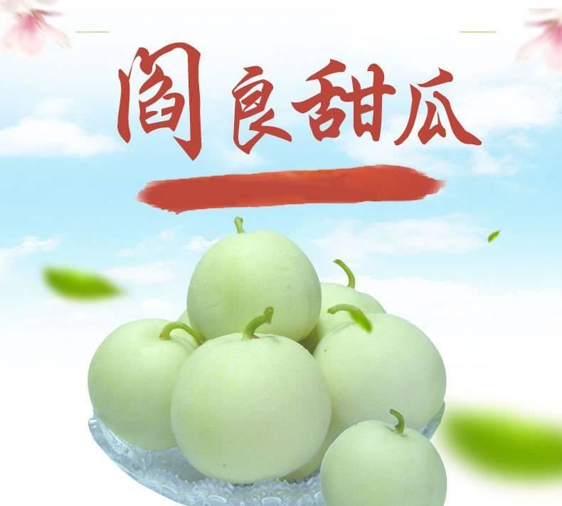 閻良白甜瓜 農(nóng)家新鮮采摘香瓜 陜西閻良特產(chǎn) 瓜果類直銷示例圖1