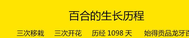 2017批發(fā)江西鮮龍牙百合非百合干賽蘭州龍山直發(fā)潮汕珠海深圳示例圖4