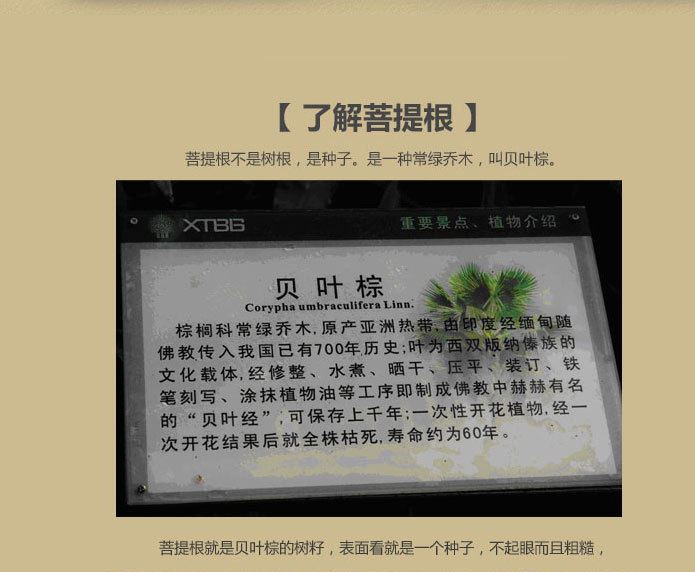 精品品質(zhì)白玉白菩提根桶珠蘋果園圓珠 108顆帶6備珠示例圖2