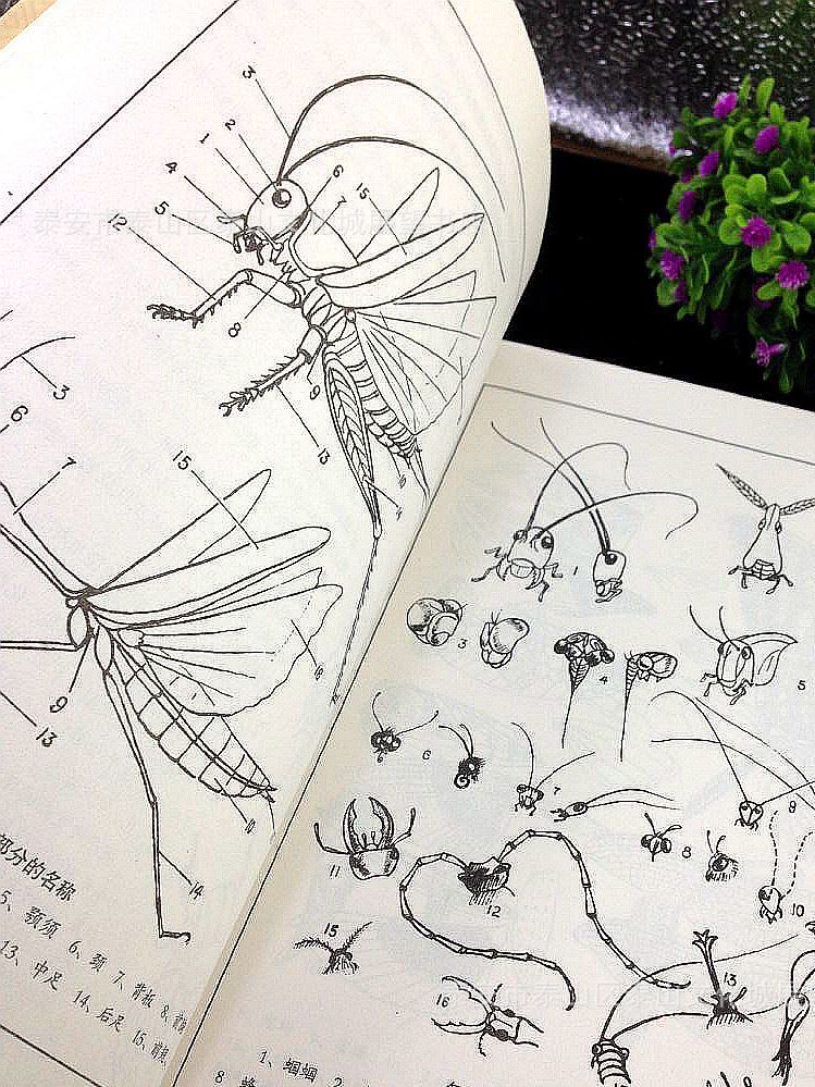 传统草虫图谱/王胜林/白描线描工笔画图书昆虫画集蝈蝈蜻蜓蝗虫等