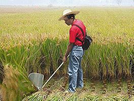 harvest