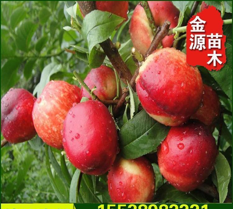 中油12號成品油桃苗 成活率高 常年批發(fā)優(yōu)質(zhì)果樹苗示例圖1