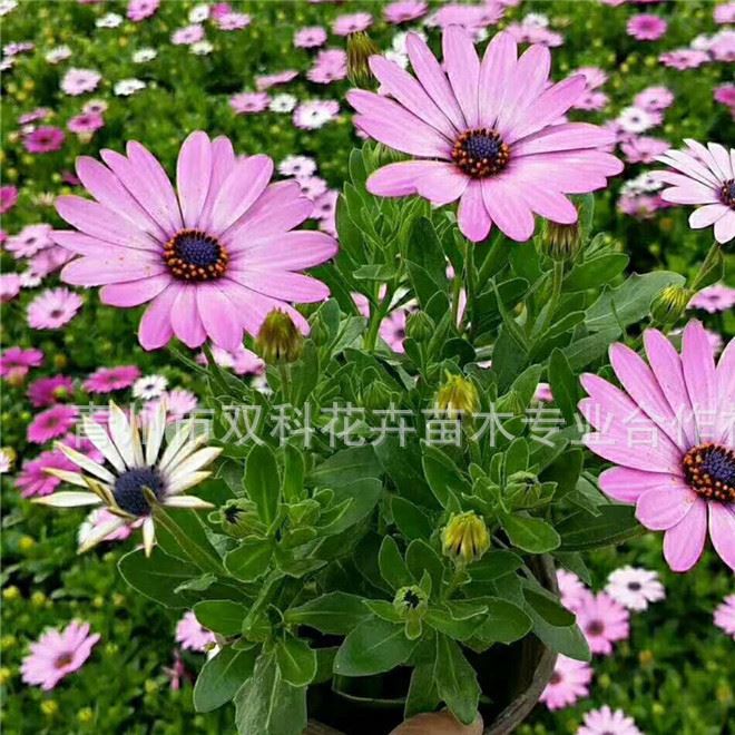 批發(fā)南非萬(wàn)壽菊 藍(lán)目菊 南非萬(wàn)壽菊  時(shí)令草花示例圖2
