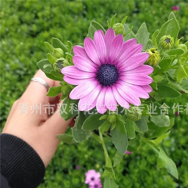 批發(fā)南非萬(wàn)壽菊 藍(lán)目菊 南非萬(wàn)壽菊  時(shí)令草花示例圖3