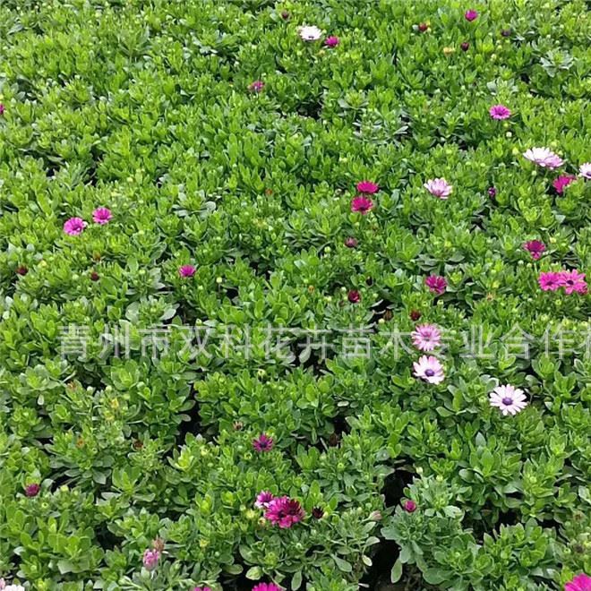批發(fā)南非萬(wàn)壽菊 藍(lán)目菊 南非萬(wàn)壽菊  時(shí)令草花示例圖5