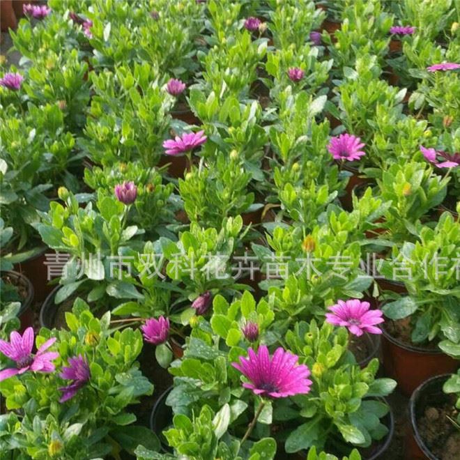 批發(fā)南非萬(wàn)壽菊 藍(lán)目菊 南非萬(wàn)壽菊  時(shí)令草花示例圖6