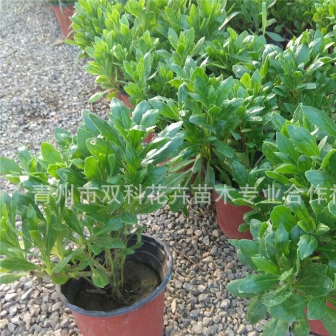 批發(fā)南非萬(wàn)壽菊 藍(lán)目菊 南非萬(wàn)壽菊  時(shí)令草花示例圖8