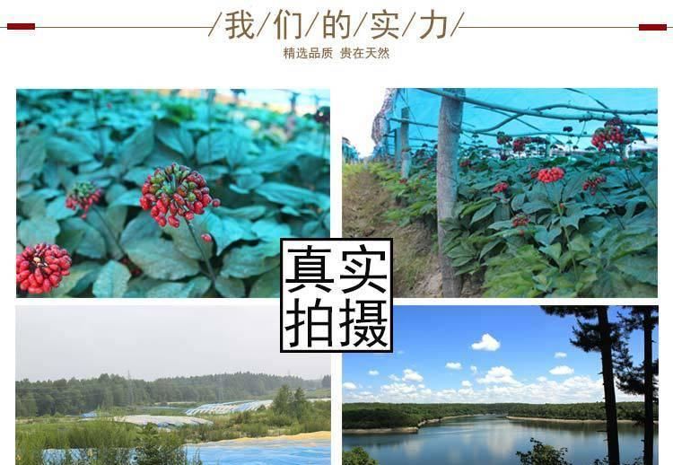 東北長白山特產(chǎn)特級姬松茸 巴西菇原生態(tài)菇 農(nóng)家產(chǎn)地直銷批發(fā)示例圖23