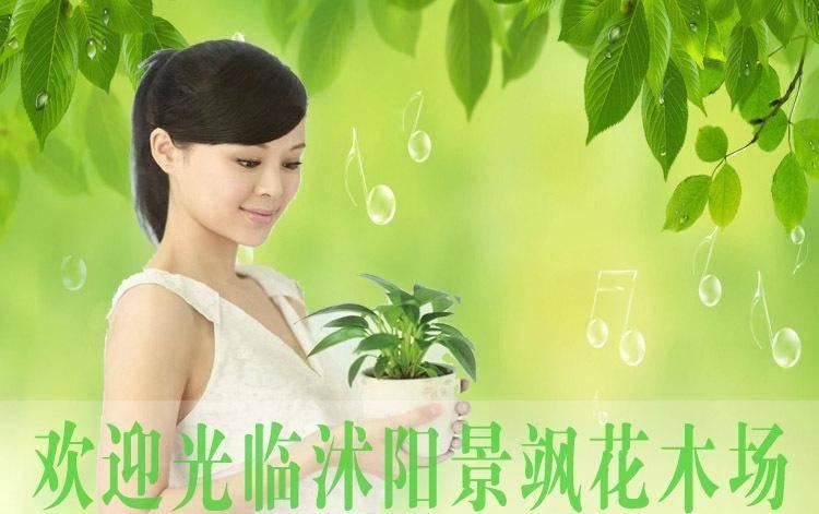 批發(fā) 透明塑料布塑料薄膜地膜中膜加厚膜無滴大棚塑料膜規(guī)格示例圖1