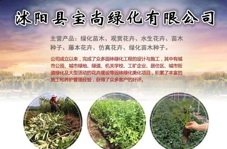 基地批發(fā)綠化苗龍柏球 龍柏冠球 龍柏球狀樹苗 量大從優(yōu)示例圖1