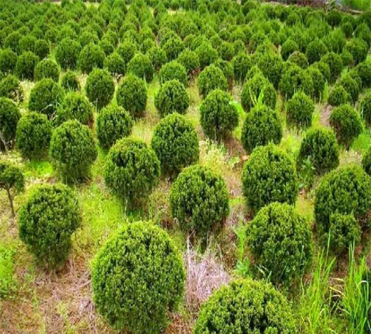 基地批發(fā)綠化苗龍柏球 龍柏冠球 龍柏球狀樹苗 量大從優(yōu)示例圖9