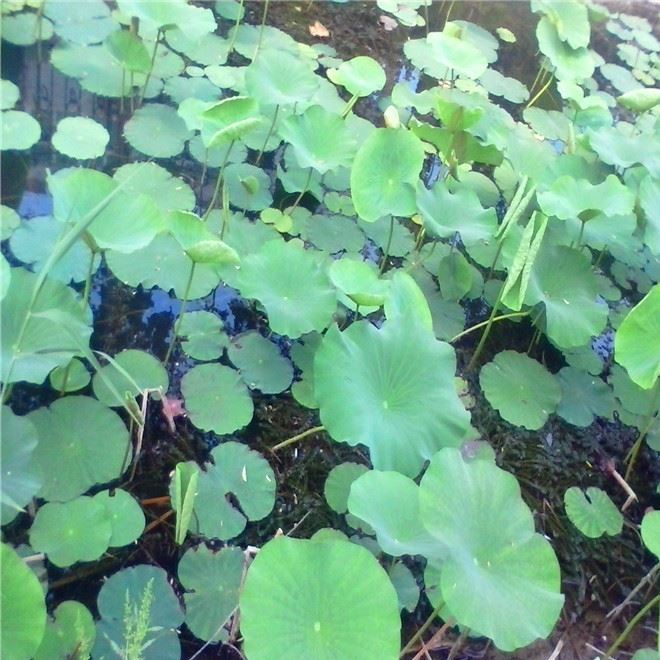 批發(fā)水生植物 荷花 種苗 水生花卉 荷花種藕 觀(guān)賞花卉 荷花種塊示例圖2