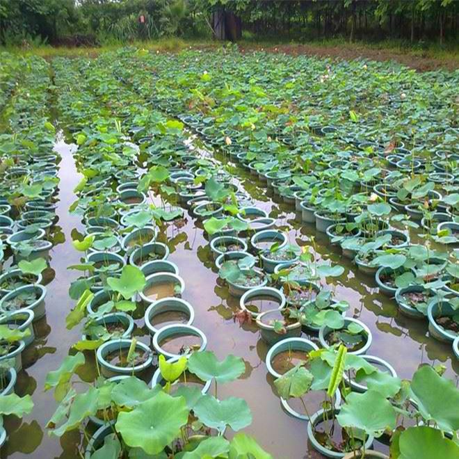 批發(fā)水生植物 荷花 種苗 水生花卉 荷花種藕 觀(guān)賞花卉 荷花種塊示例圖3