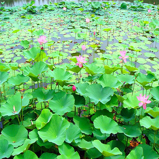 批發(fā)水生植物 荷花 種苗 水生花卉 荷花種藕 觀(guān)賞花卉 荷花種塊示例圖4