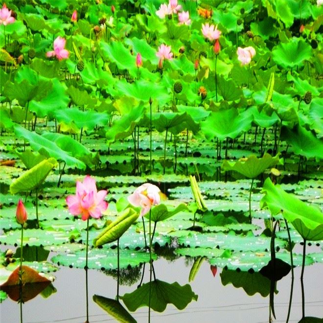 批發(fā)水生植物 荷花 種苗 水生花卉 荷花種藕 觀(guān)賞花卉 荷花種塊示例圖6