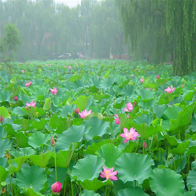 批發(fā)水生植物 荷花 種苗 水生花卉 荷花種藕 觀(guān)賞花卉 荷花種塊示例圖8