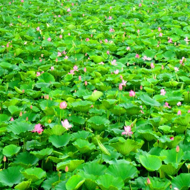 批發(fā)水生植物 荷花 種苗 水生花卉 荷花種藕 觀(guān)賞花卉 荷花種塊示例圖9