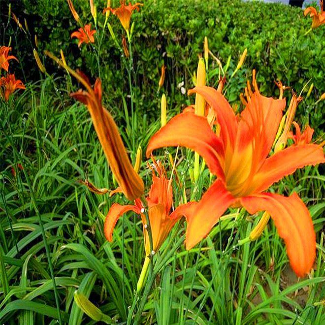 庭院阳台植物 大花萱草种根 易活可盆栽阳台种植 基地批发