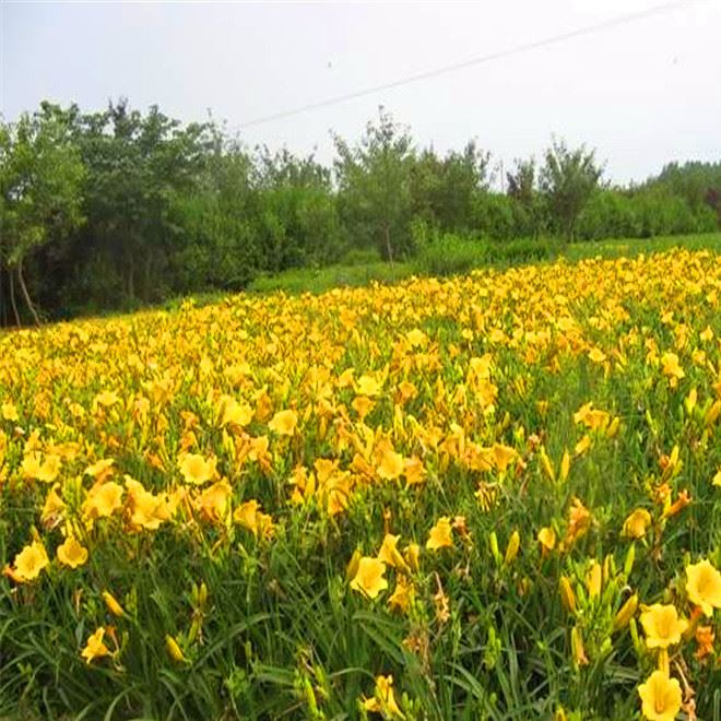 庭院陽臺植物 大花萱草種根 易活可盆栽陽臺種植 基地批發(fā)示例圖7