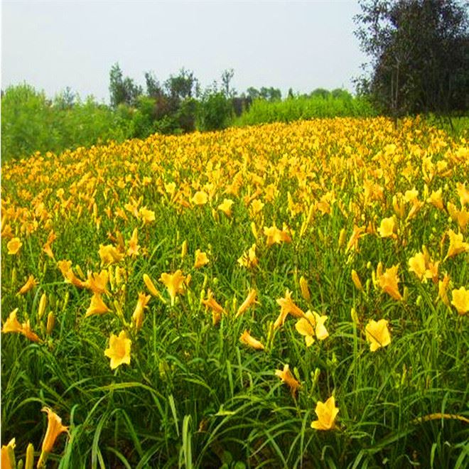 庭院陽臺植物 大花萱草種根 易活可盆栽陽臺種植 基地批發(fā)示例圖9