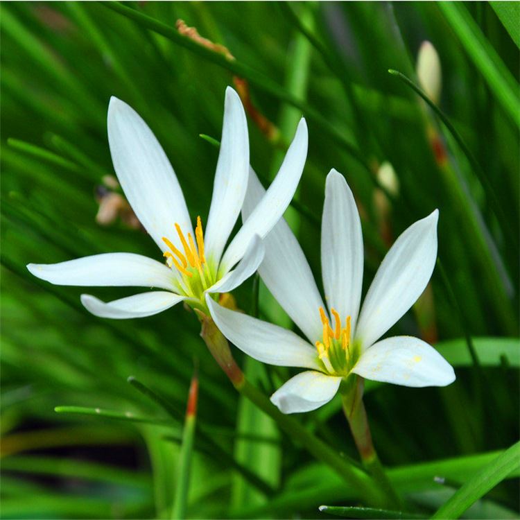 低價批發(fā) 蔥蘭苗 蔥蘭草蔥蘭花盆栽蔥蘭花 觀花植物 陽臺盆栽示例圖3