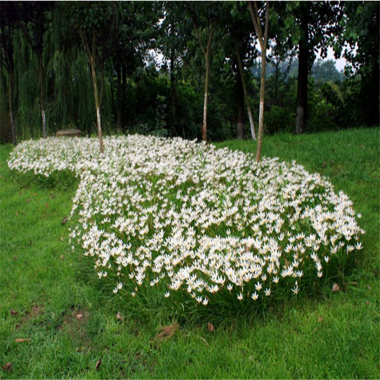 低價批發(fā) 蔥蘭苗 蔥蘭草蔥蘭花盆栽蔥蘭花 觀花植物 陽臺盆栽示例圖7