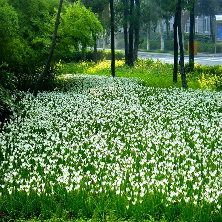 低價批發(fā) 蔥蘭苗 蔥蘭草蔥蘭花盆栽蔥蘭花 觀花植物 陽臺盆栽示例圖8