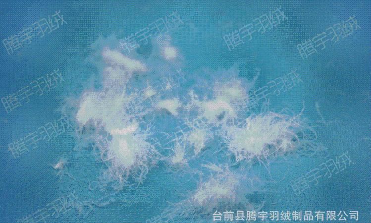 廠家直銷 水洗80白鴨絨 羽絨批發(fā) 羽毛原料 80羽絨 2011國標(biāo)示例圖3