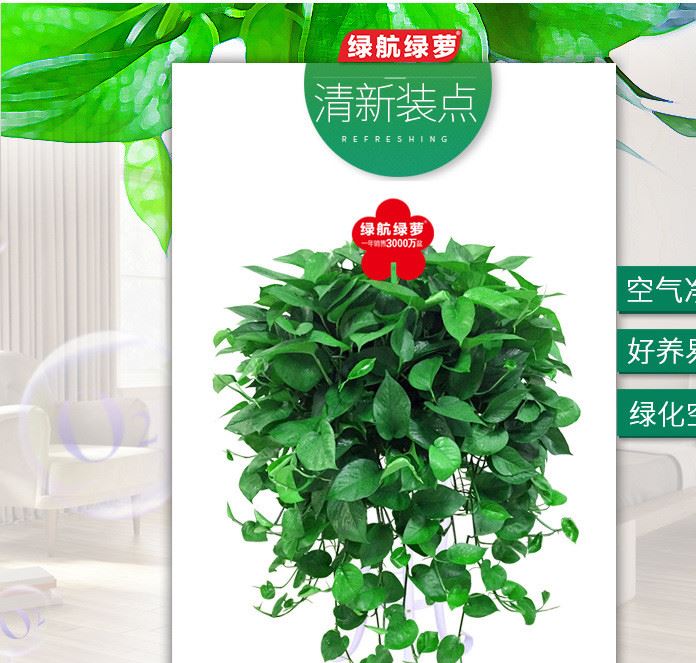 】绿航长藤自吸水 绿萝盆栽 水培绿植物花卉办公室内吸甲醛一件代发