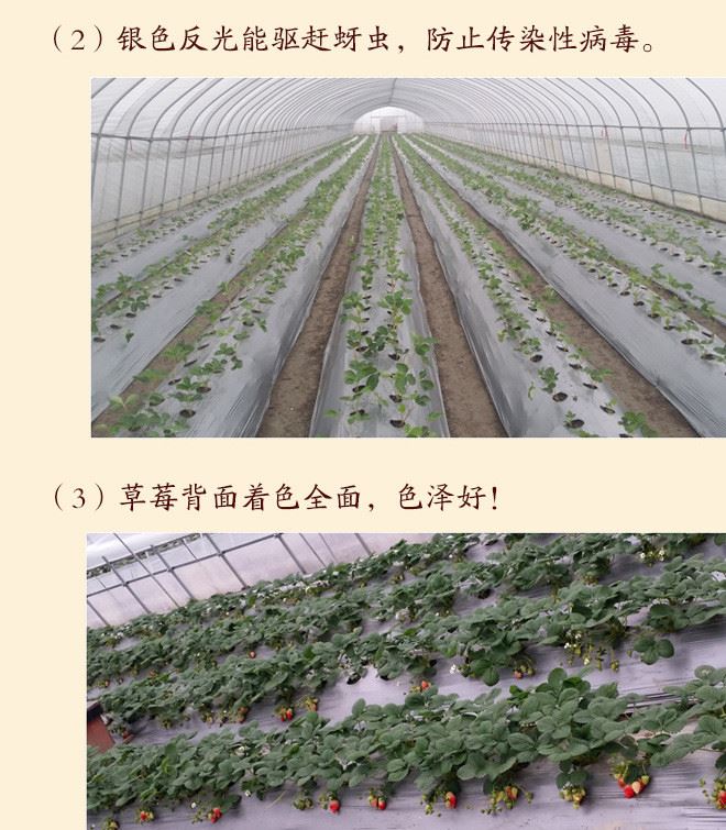 農(nóng)膜 大棚膜 高透光消霧流滴膜 地膜 雙色地膜 反光地膜示例圖7